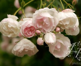flower stock photography